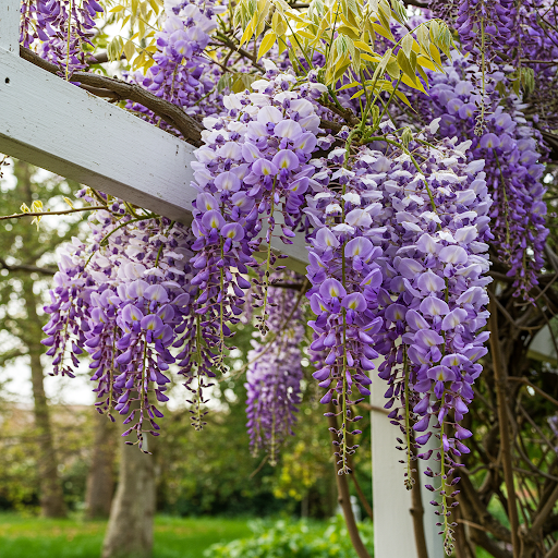 Glicyna: Gdzie ją kupić i dlaczego warto się nią zainteresować?